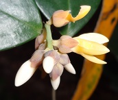 Flowers of Xanthophyllum species photo